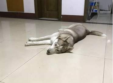 二哈嘴痒咬吃坏肚子，怕主人责怪就偷藏起来，被抓时脸部小表情会亮