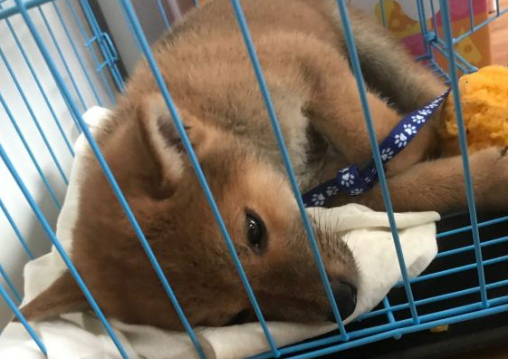 柴犬在铁笼里害怕出去,就算没有人也害怕,它挨打怕了 柴犬在铁笼里害怕出去,就算没有人也害怕,它挨打怕了