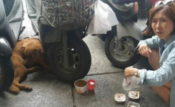 狗狗每日守去医院大门口,大家了解实情后被打动了! 狗狗每日守去医院大门口,大家了解实情后被打动了!