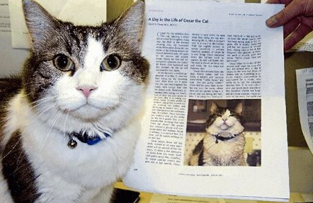 能预测死亡的猫咪惊现英国 引市民争相围观
