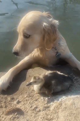 金毛救了一只溺水小动物,却被主人骂了... 金毛救了一只溺水小动物,却被主人骂了...