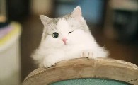猫咪鼻子鼻塞了不通气怎么办,能自己自愈吗