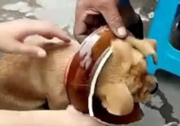 狗狗钻入泥罐里被卡死,主人拿锤头破开后,狗狗的反映笑翻许多人! 狗狗钻入泥罐里被卡死,主人拿锤头破开后,狗狗的反映笑翻许多人!