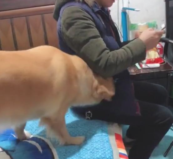 女主角让金毛拿钱买玩具，狗狗二话不说立即去抢男主人的兜，修炼成仙啦
