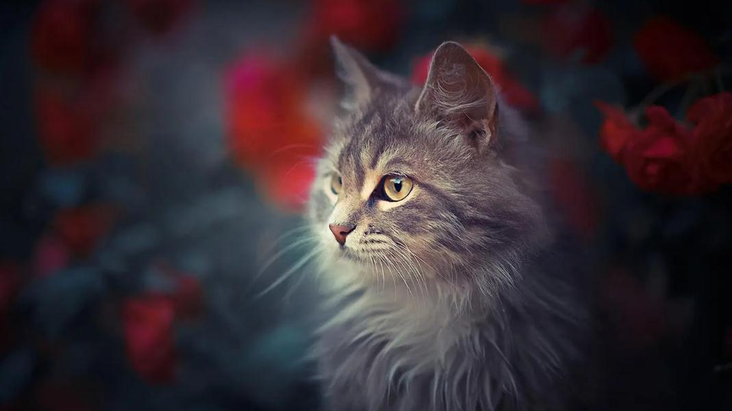 猫猫屁股有血是什么原因 猫猫屁股有血是什么原因