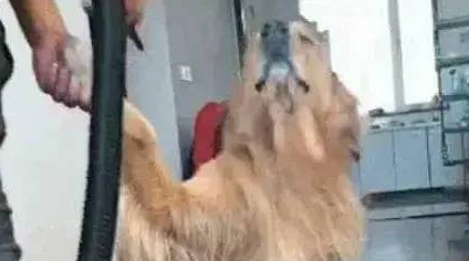 养了一只金毛,越养风格越不太对,和亲戚家的一比照真的是差远 养了一只金毛,越养风格越不太对,和亲戚家的一比照真的是差远