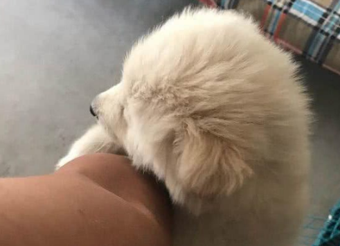 网友求助：都说萨摩耶犬是撒手没，为什么我家的是撒不开手？