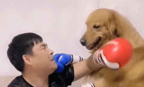 金毛携带“拳击手套”,给了主人一记刺拳,狗:看谁先怂啊 金毛携带“拳击手套”,给了主人一记刺拳,狗:看谁先怂啊