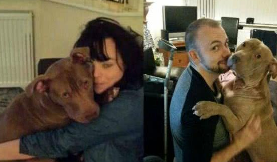 十二名壮汉从民宅捕走一只斗牛犬,只因有投诉听说这类狗很凶? 十二名壮汉从民宅捕走一只斗牛犬,只因有投诉听说这类狗很凶?