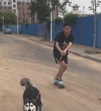 二哈蹲在滑板上滑着走，二哈化身为滑板青少年