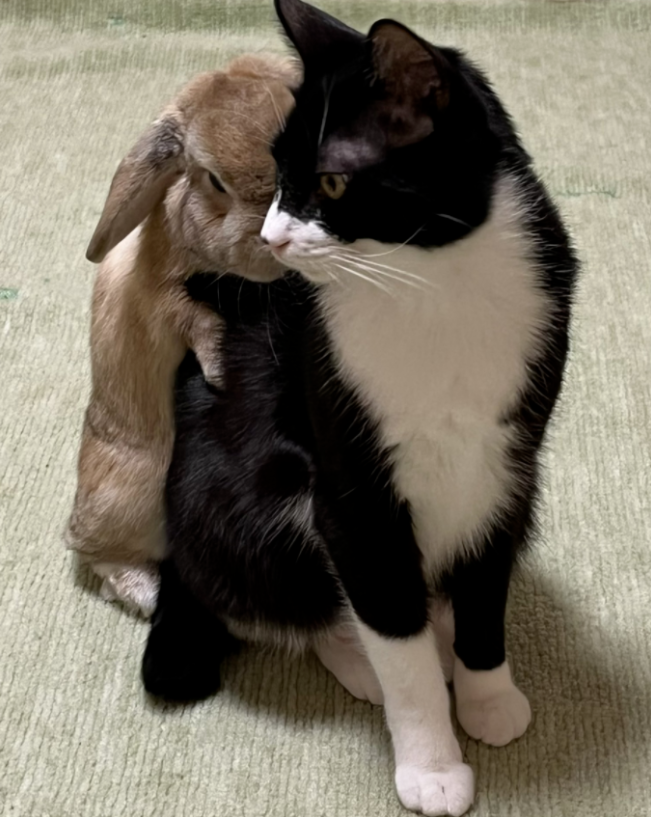 养了一只猫,又养了一只小兔子…于是猫猫就有了小兔子背包! 养了一只猫,又养了一只小兔子…于是猫猫就有了小兔子背包!