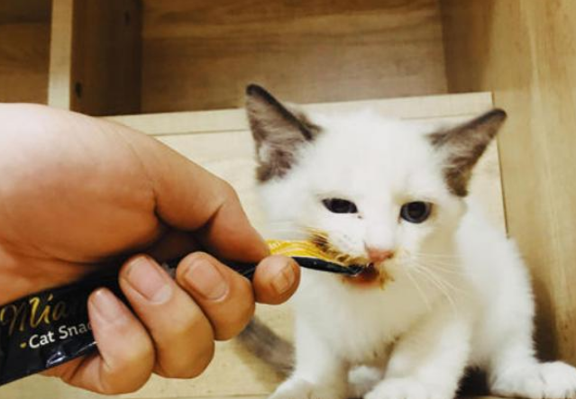 猫咪喜欢吃什么小零食?让倍内菲来告诉你! 猫咪喜欢吃什么小零食?让倍内菲来告诉你!