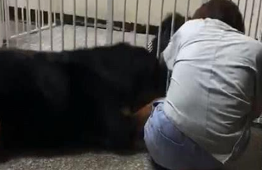 藏獒妒忌很吓人，拼命想往主人怀里钻，差点把主人给撞倒了