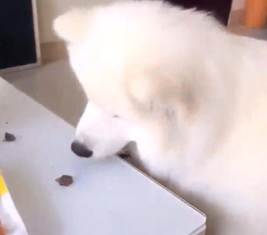 宠主在桌子放了俩吃的，让萨摩耶吃了后给猫咪送去一个，結果尴尬了