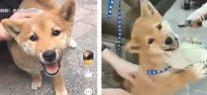 被拔牙齿的柴犬宝宝找到 健康快乐 牙还能长回家 宠界新闻