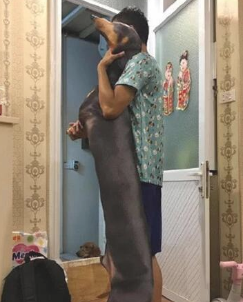 女子去亲戚家坐客,见腊肠犬躺了半小时都没动,伸出手一摸笑喷! 女子去亲戚家坐客,见腊肠犬躺了半小时都没动,伸出手一摸笑喷!