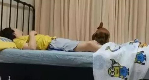 狗狗睡到一半起來帮主人盖厚，网民：听话的狗狗都他人家的！