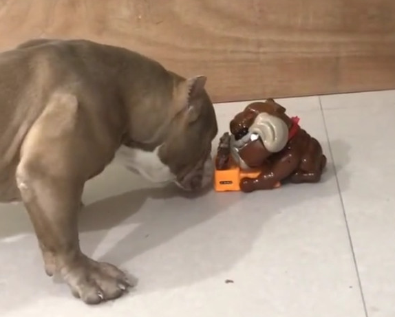 主人新买来个狗狗喂养器,結果给家中的恶霸犬吓傻了! 主人新买来个狗狗喂养器,結果给家中的恶霸犬吓傻了!