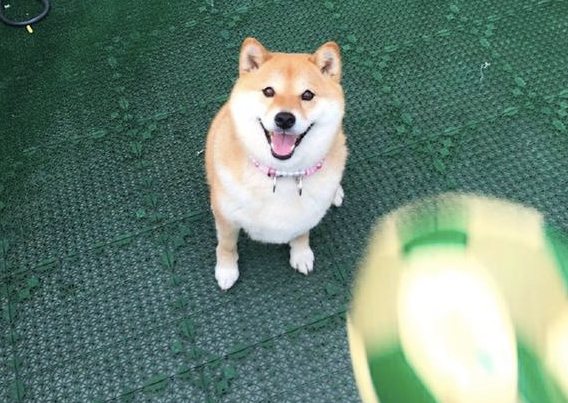 网友和柴犬玩抛传球,球却立即砸来到它的脸部,狗:你是有意的吗