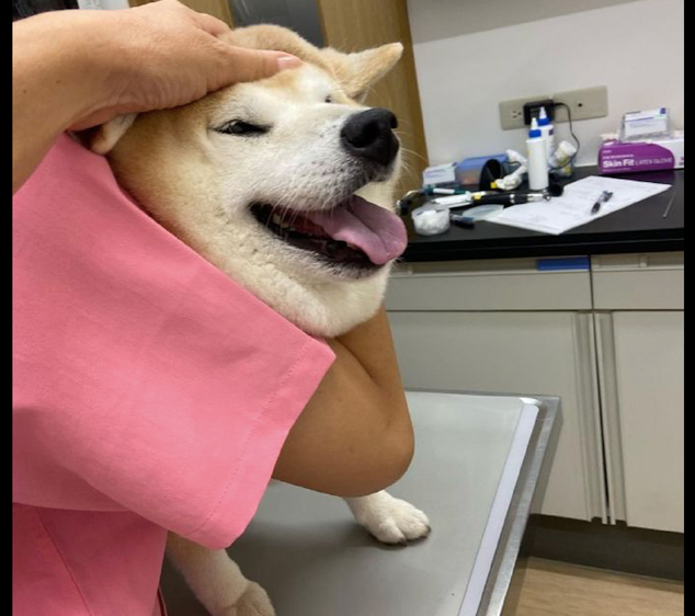 柴犬立在实际操作台子上,被医生包围着后向主人求助,脸部的肉都挤一块了 柴犬立在实际操作台子上,被医生包围着后向主人求助,脸部的肉都挤一块了