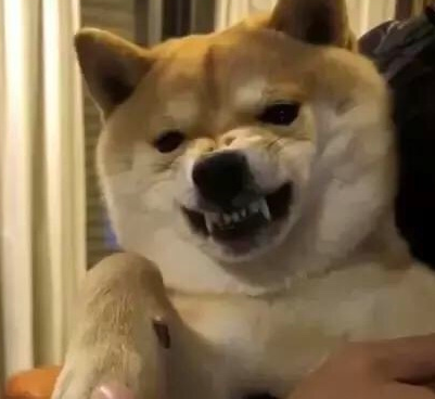 柴犬一摸头就温驯，一摸它前爪就炸毛，难道说是有哪些神密电源开关？