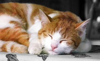 2个月的小猫可以喝多少毫升奶