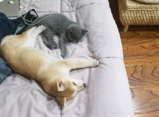 柴犬仗着个子大欺负小猫，結果反被工作制服了，出去就不愿回来