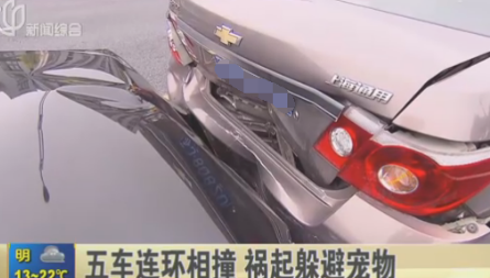 狗狗乱穿马路私家车躲让不及 致5车相撞