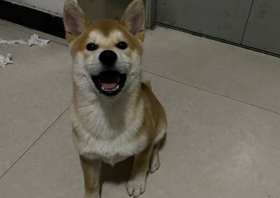 给柴犬出示好吃好喝的，它竟然用拆家的方法收益，务必惩处