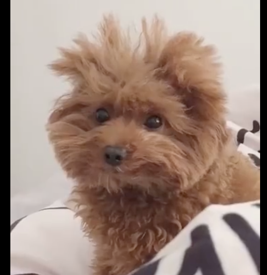 狗狗刚醒来毛发很乱,看上去就像个小疯子,搞笑又好玩儿,凌乱美? 狗狗刚醒来毛发很乱,看上去就像个小疯子,搞笑又好玩儿,凌乱美?