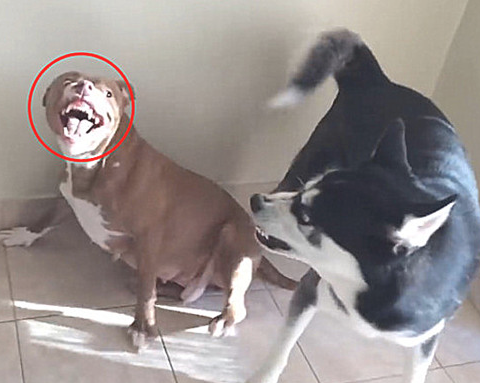 比特犬竟被二哈击败,铲屎官好奇心在一旁观查,这用的是损招呀 比特犬竟被二哈击败,铲屎官好奇心在一旁观查,这用的是损招呀