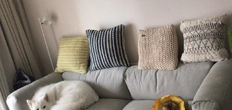 姥姥照料家里猫和狗,萨摩耶软糖和小猫咪麻糬反映出现异常,母亲:没良心 姥姥照料家里猫和狗,萨摩耶软糖和小猫咪麻糬反映出现异常,母亲:没良心