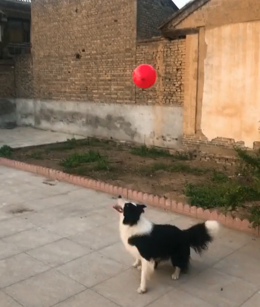 狗狗室外弹跳训炼，作出的行動快准狠，网民看后禁不住夸赞不断