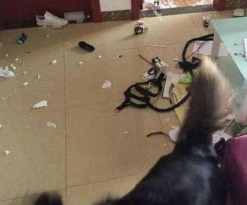 哈士奇撕家搞得一片狼藉,主人一气之下买来一盆大闸蟹,二哈秒怂 哈士奇撕家搞得一片狼藉,主人一气之下买来一盆大闸蟹,二哈秒怂