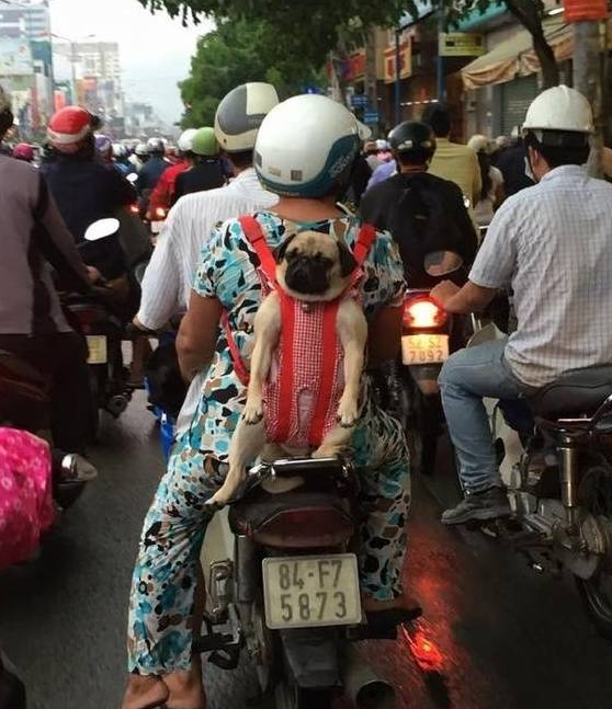 狗狗被自己的主人像孩子一样背着,一脸生无可恋的样子! 狗狗被自己的主人像孩子一样背着,一脸生无可恋的样子!