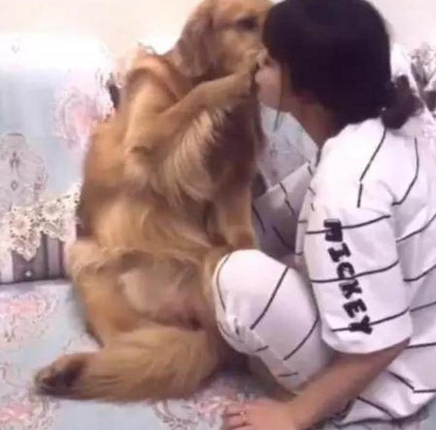 美女主人献吻金毛,金毛居然作出这行为,网友看过大呼眼已瞎 美女主人献吻金毛,金毛居然作出这行为,网友看过大呼眼已瞎