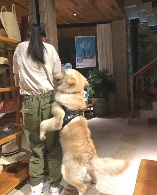 金毛看到美女就兴奋，有很多妹子被它吓来到，拿它没法