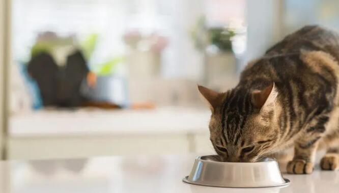 宠物猫可以吃圣女果吗