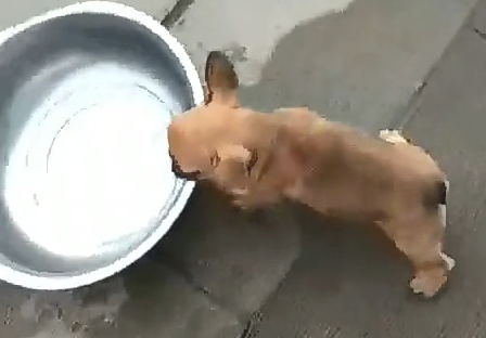 小狗为了更好地盆中的这一，拼了命打抖着你争我抢，讨人喜欢行为美化版内心