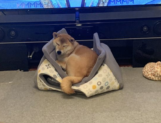 主人家给柴犬买来新狗狗的窝，它却喜爱睡在窝顶部，狗：我的思绪请别猜