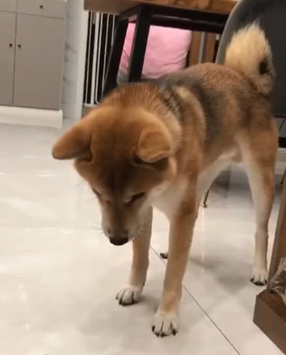 柴犬想帮助擦地板，結果却越擦越脏，你确实并不是来有意捣蛋的吗