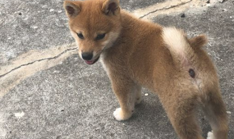 柴犬忽然听见有奇怪的声音,走以往看过一下,結果被吓退了 柴犬忽然听见有奇怪的声音,走以往看过一下,結果被吓退了