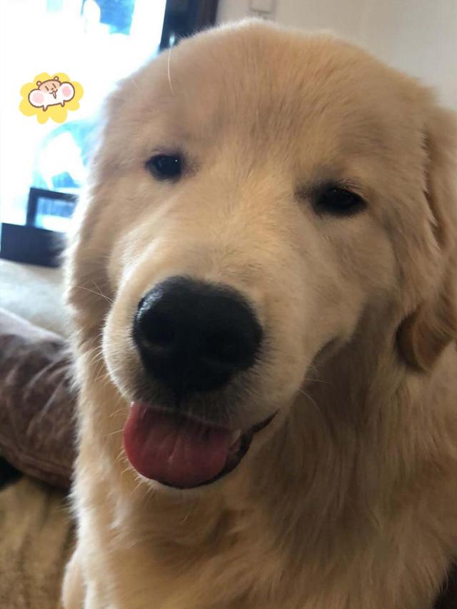 金毛吃什么牌子狗粮好？适合大型犬吃的平价狗粮推荐