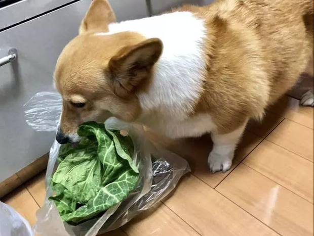柯基偷食油麦菜，被发觉后还尤其伤心的表情，觉得是油麦菜在欺压它！