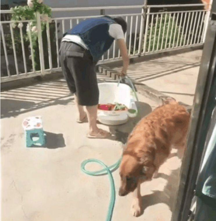 金毛积极给主人家帮助,顺口就递起了管子,这有眼力真的是没有话说! 金毛积极给主人家帮助,顺口就递起了管子,这有眼力真的是没有话说!