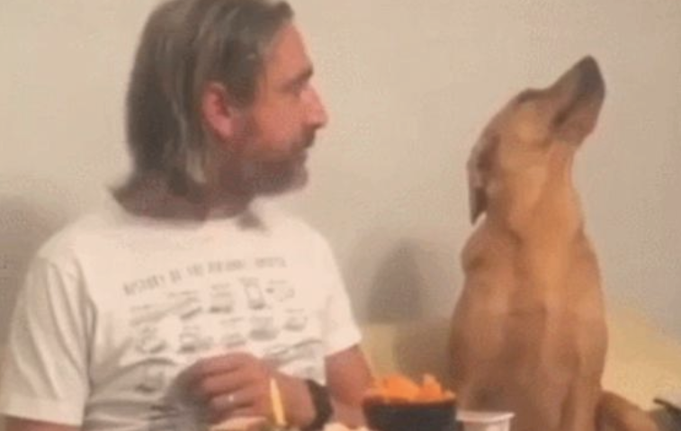 狗狗盯着食材看，当主人看它时，它却傲骄的转过头去假装不在乎！