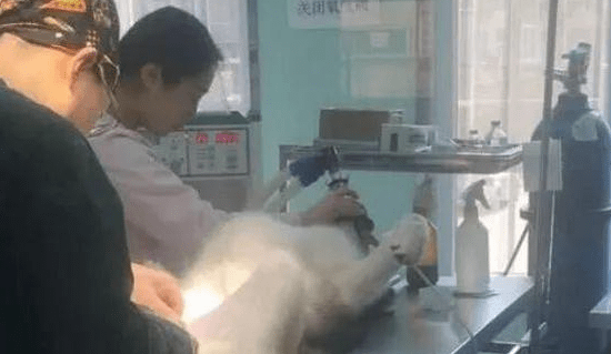 二哈上当受骗去绝育手术，二天后女主人下班回家，害怕进门了