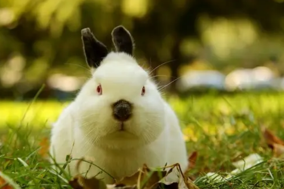 喜玛拉雅兔能长到多少斤？感兴趣的可以看看~