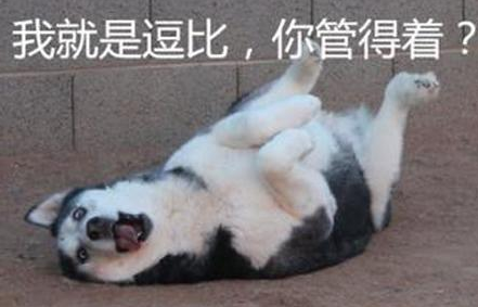 哈士奇:柯基哥算了吧,刚刚玩笑,你当真呀!我们都是最好的朋友是吧?