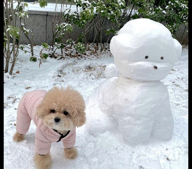 主人堆了个和狗狗一模一样的雪娃娃，它眼神呆滞看见：想替代我吗？